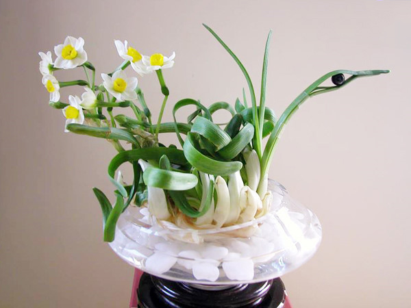 Hoa trang trí, tiền bạc vào ví